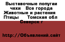 Выставочные попугаи чехи - Все города Животные и растения » Птицы   . Томская обл.,Северск г.